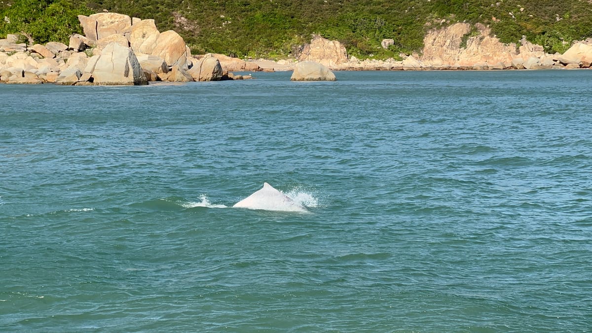 🐬 Dolphins in Hong Kong - Autumn 2021